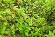 柑橘開(kāi)春病蟲(chóng)害有哪些癥狀_柑橘11月落果原因 柑橘開(kāi)春病蟲(chóng)害有哪些癥狀_柑橘11月落果原因