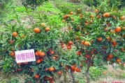 紅美人柑橘品種簡介及圖片_紅美人與明日見品質(zhì)哪個好