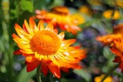 柑橘套袋幾天發(fā)芽（柑橘套袋幾天發(fā)芽?。? title=