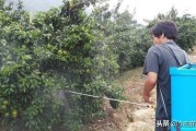 草木灰柑橘種植技術(shù)_引起柑橘黃化的原因