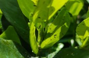 大棚種植柑橘病蟲害視頻_大櫻桃里面有蟲是咋回事