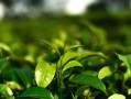 小桔藥用價(jià)值（小桔茶功效）