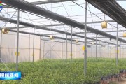云浮柑橘苗種植技術(shù)_三月桔介紹 云浮柑橘苗種植技術(shù)_三月桔介紹