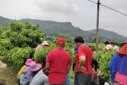 w默科特柑橘種植技術(shù)_請(qǐng)問(wèn)專家們特早熟柑橘哪個(gè)品種成熟最早