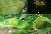 七月份柑橘病蟲害防治_夏梢的出現(xiàn)會便果子掉落是真的嗎