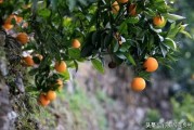 柑橘九月份病蟲(chóng)害_柑橘潛葉蛾如何防治