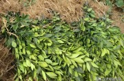 盆景柑橘種植技術(shù)_沃柑適合盆栽嗎