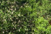 重慶柑橘病蟲(chóng)害防治中心_河北的氣候能種桔子樹(shù)嗎