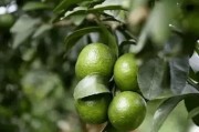 秋季柑橘病蟲害防治技術(shù)_立秋柑橘打什么農(nóng)藥