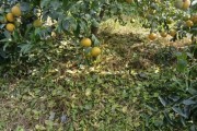 12月柑橘病蟲(chóng)害防治_沃柑幾月份開(kāi)始控冬梢