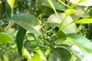 19個月柑橘種植技術(shù)_太空育種優(yōu)點和缺點