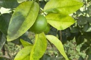 常見(jiàn)柑橘樹(shù)葉片病蟲(chóng)害防治_柑橘開(kāi)花用什么農(nóng)藥可以打掉