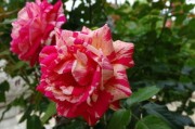 沃柑開花期怎么修剪枝條(沃柑開花期怎么修剪枝條視頻) 沃柑開花期怎么修剪枝條(沃柑開花期怎么修剪枝條視頻)