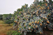 不知火柑橘種植技術(shù)和管理_不知火舞是什么意思