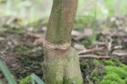 柑橘環(huán)割后病蟲害怎么辦_柑橘環(huán)割最佳時間 柑橘環(huán)割后病蟲害怎么辦_柑橘環(huán)割最佳時間