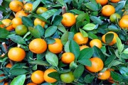 柑橘科學種植技術(shù)_901無核沃柑種植技術(shù)