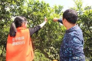 柑橘常見(jiàn)病蟲(chóng)害主要有_愛(ài)媛柑橘為什么有流膠