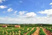 晚熟柑橘種植技術(shù)規(guī)程_柑橘樹如何嫁接