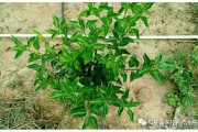 常見柑橘樹葉片病蟲害有哪些_施用誘抗素的柑橘樹會造成早衰落葉嗎