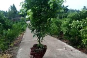 春見柑橘種植管理技術_春見留樹保鮮可以到多久