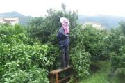 種植柑橘的管理技術(shù)_柑橘二十四節(jié)氣管理