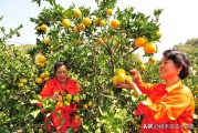 柑橘浮皮果種植技術(shù)_柑橘樹(shù)撒施磷酸二氫鉀的時(shí)間