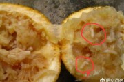 柑橘病蟲害的防治論文_促進(jìn)卵泡發(fā)育的水果有哪些 柑橘病蟲害的防治論文_促進(jìn)卵泡發(fā)育的水果有哪些