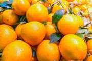 當(dāng)前柑橘橙種植前沿技術(shù)_江蘇種什么品種桔子樹好