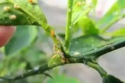 柑橘春梢該防什么病蟲害_為什么柑橘著色前要促花
