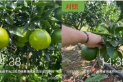云南柑橘種植管理技術(shù)_云南普洱瀾滄地區(qū)適合種植什么水果 云南柑橘種植管理技術(shù)_云南普洱瀾滄地區(qū)適合種植什么水果