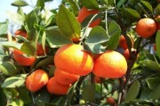 浙江紅美人柑橘種植技術(shù)_柑橘紅美人剛長出來的新梢黃化
