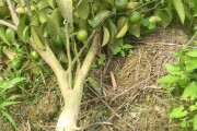 柑橘種植技術(shù)培訓(xùn)教育基地_2023年種植什么柑橘品種好