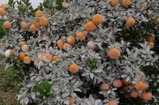 晚熟柑橘種植技術(shù)改良_武漢沃柑種植技術(shù)