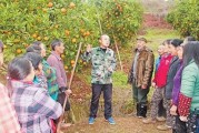 柑橘種植技術(shù)大戶_農(nóng)村老家有10多畝田地