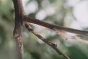 柑橘常見(jiàn)病蟲(chóng)害有哪些防治_柑橘不開(kāi)花解決方案