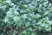 柑橘春梢病蟲害的管理_枇杷春季怎么控新梢