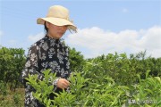 柑橘10月份病蟲害及用藥_克菌丹柑橘花期可以用嗎