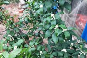 柑橘開花前打什么藥_大櫻桃花前什么時間打PBO好