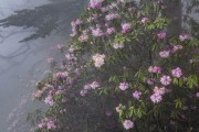 東坡柑橘的種植技術(shù)_眉山有哪些特產(chǎn)