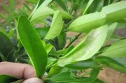 柑橘病蟲害潛葉蛾_柑橘幼樹3月如何去除花