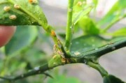 柑橘物理防治病蟲害方法_柑橘黑粉刺虱防治方法是什么