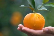 云南省柑橘種植技術(shù)_柑橘園用木屑能改善土壤嗎