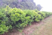 柑橘3月病蟲害防治_在柑橘萌芽期可以用石硫合劑嗎