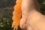愛媛38 愛媛28_愛媛冬季修剪全過程