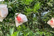 柑橘種植管理技術(shù)花期用藥_柑橘開花期還可以開溝施肥嗎