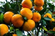 三種柑橘種植技術(shù)_華寧特早熟柑橘種植技術(shù)