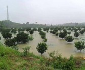 柑橘松土種植技術_貢柑第一次保果后淋水肥好嗎