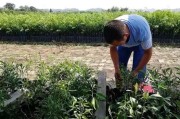 種植春見柑橘技術(shù)_耙耙柑又甜又化渣