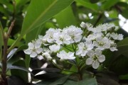 柑橘最好的種植技術(shù)_種植柑桔技術(shù)制水是什么意思 柑橘最好的種植技術(shù)_種植柑桔技術(shù)制水是什么意思
