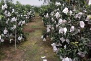 愛(ài)媛為什么叫38號(hào)_怎么分辨愛(ài)媛38號(hào)的真假